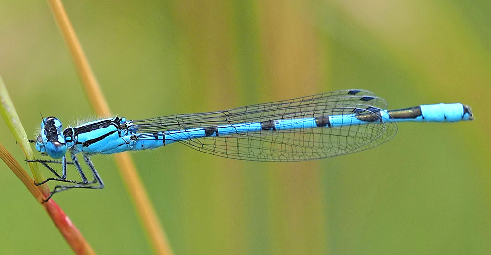 Becher-Azurjungfer, Enallagma cyathigerum