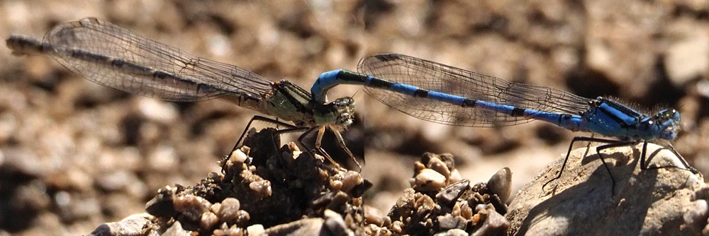 Becher-Azurjungfer, Enallagma cyathigerum