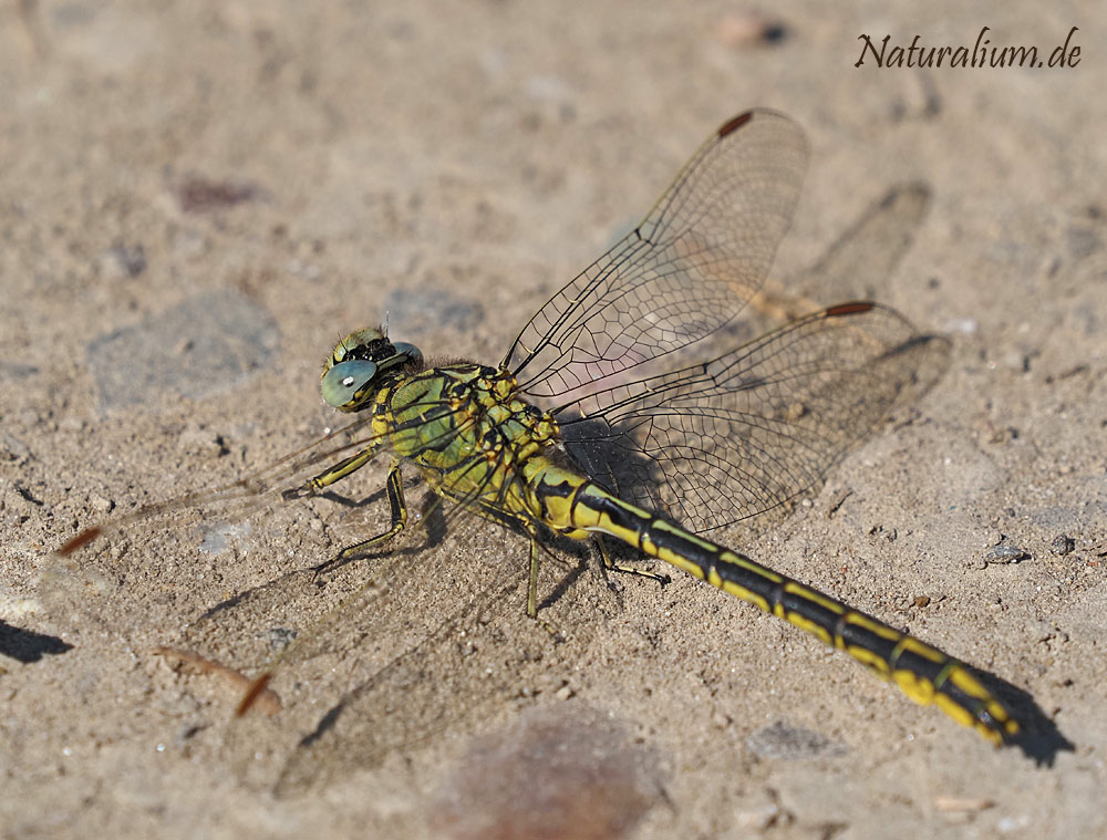 Westliche Keiljungfer, Gomphus pulchellus