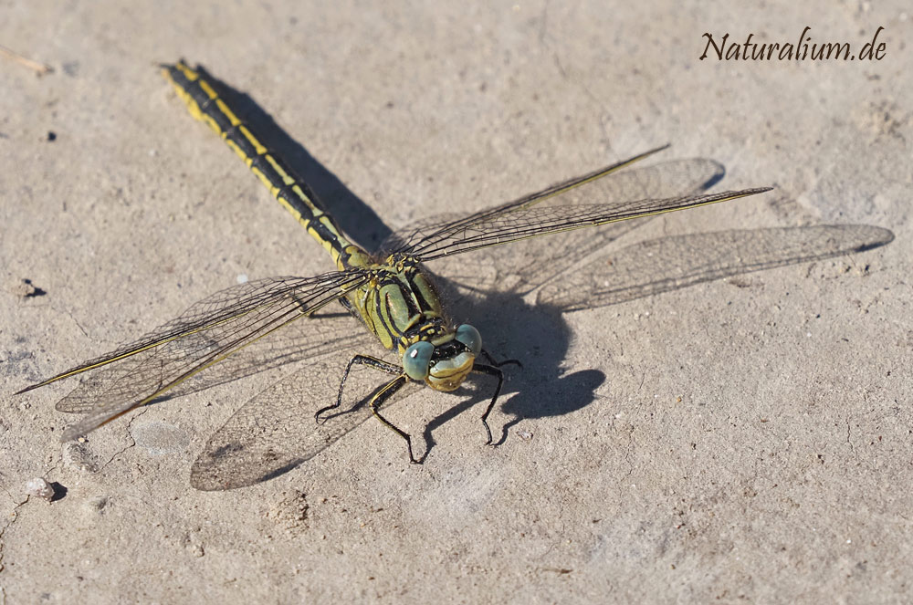 Westliche Keiljungfer, Gomphus pulchellus