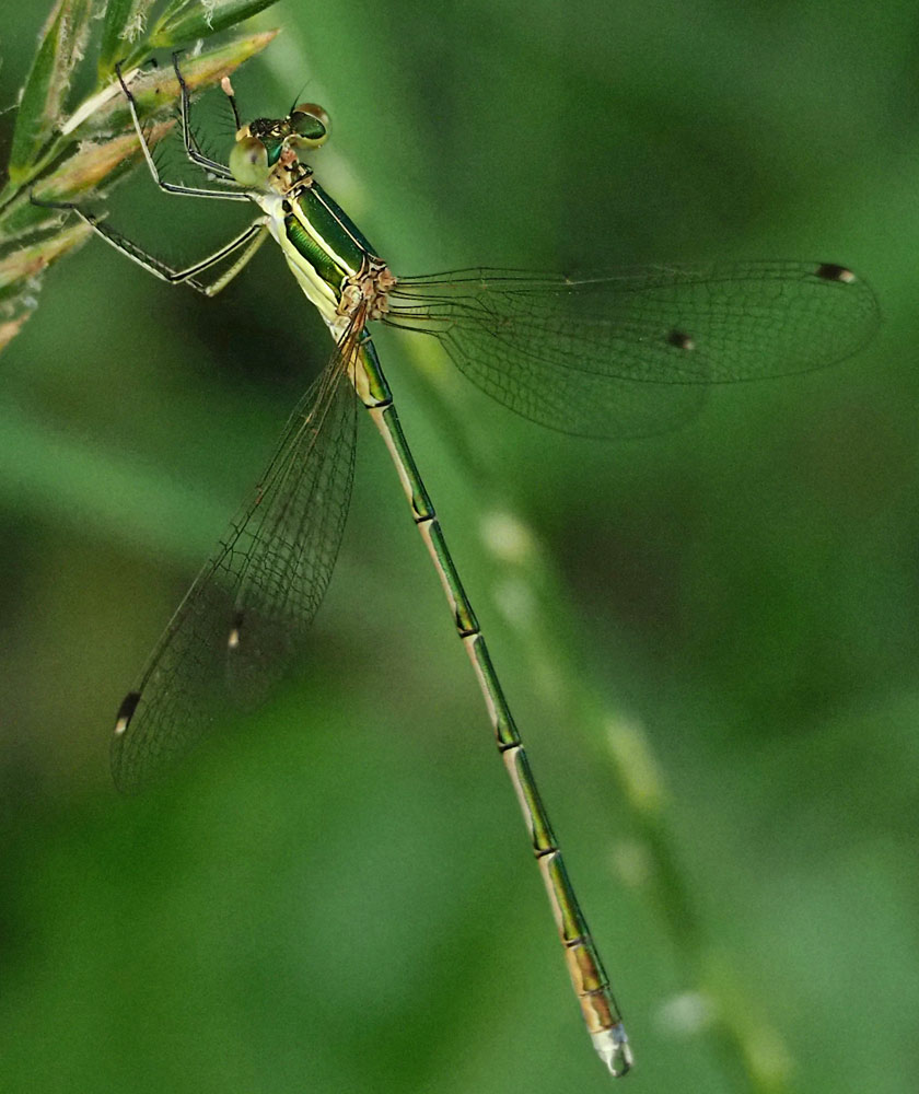 Südliche Binsenjungfer, Lestes barbarus