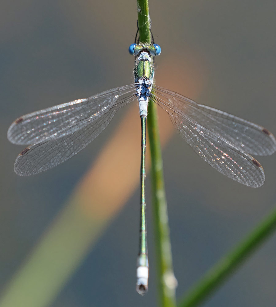Gemeine Binsenjungfer, Lestes sponsa