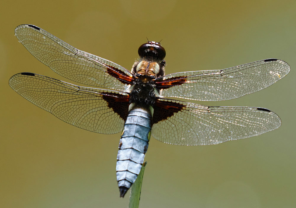 Plattbauch, Libellula depressa