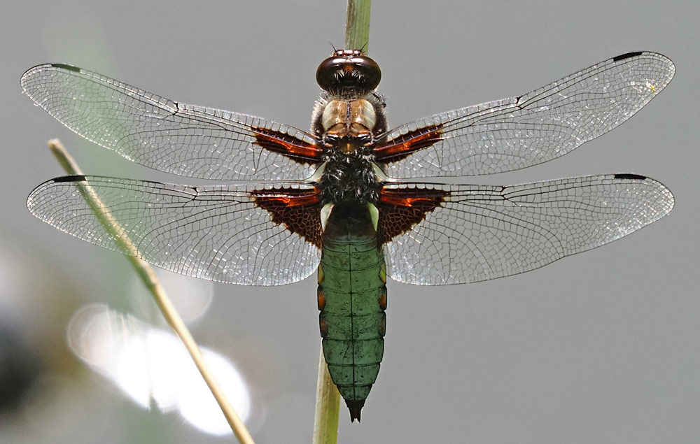 Plattbauch, Libellula depressa