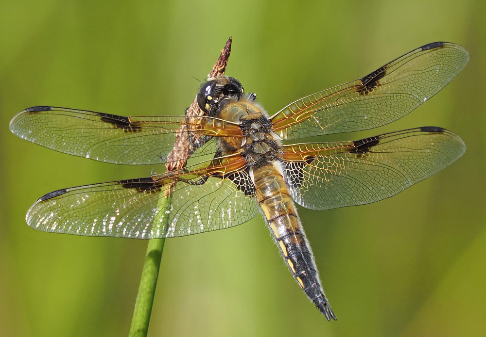 Vierfleck, Libellula quadrimaculata