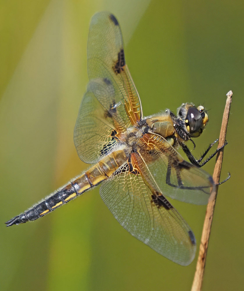 Vierfleck, Libellula quadrimaculata