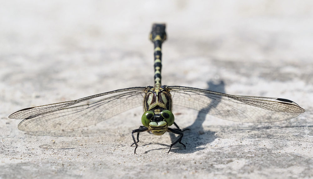 Kleine Zangenlibelle, Onychogomphus forcipatus
