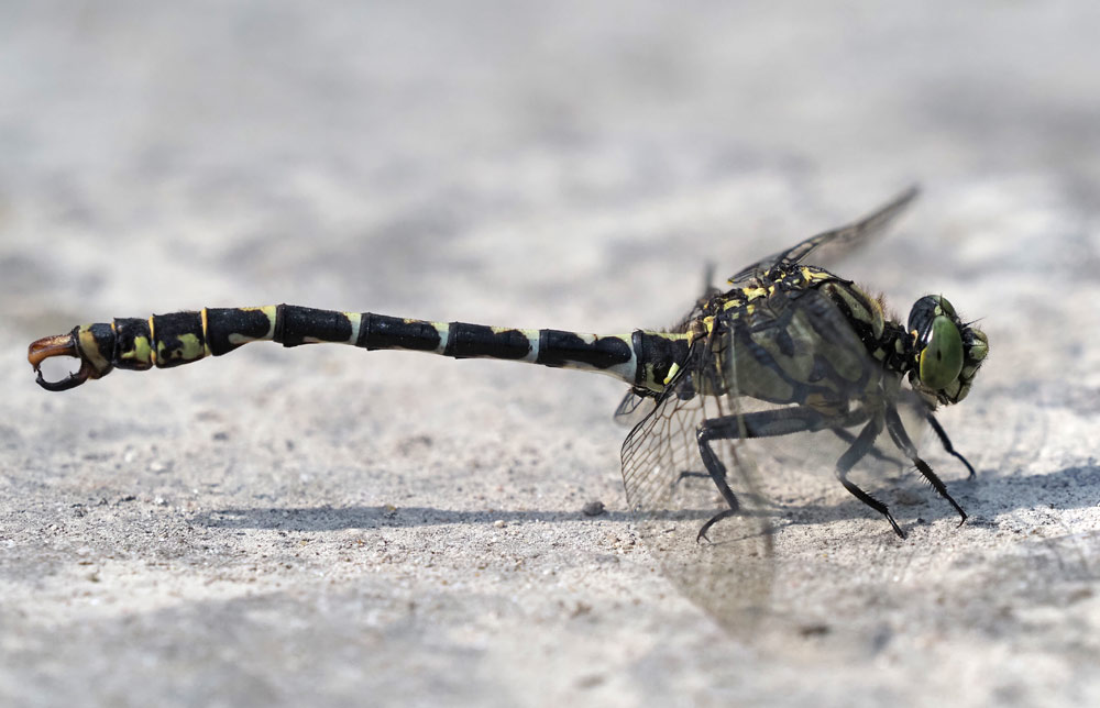 Kleine Zangenlibelle, Onychogomphus forcipatus