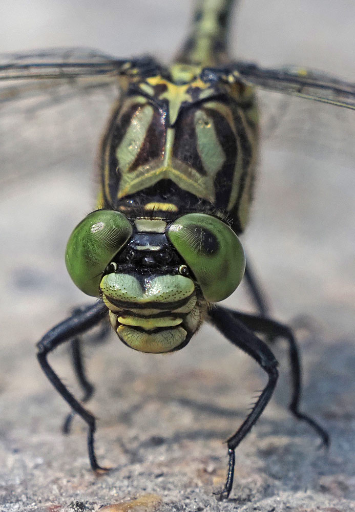 Kleine Zangenlibelle, Onychogomphus forcipatus