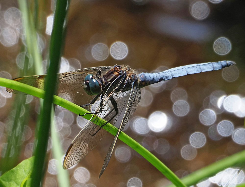 Kleiner Blaupfeil, Orthetrum coerulescens