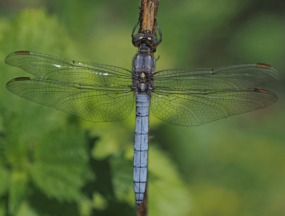 Kleiner Blaupfeil, Orthetrum coerulescens