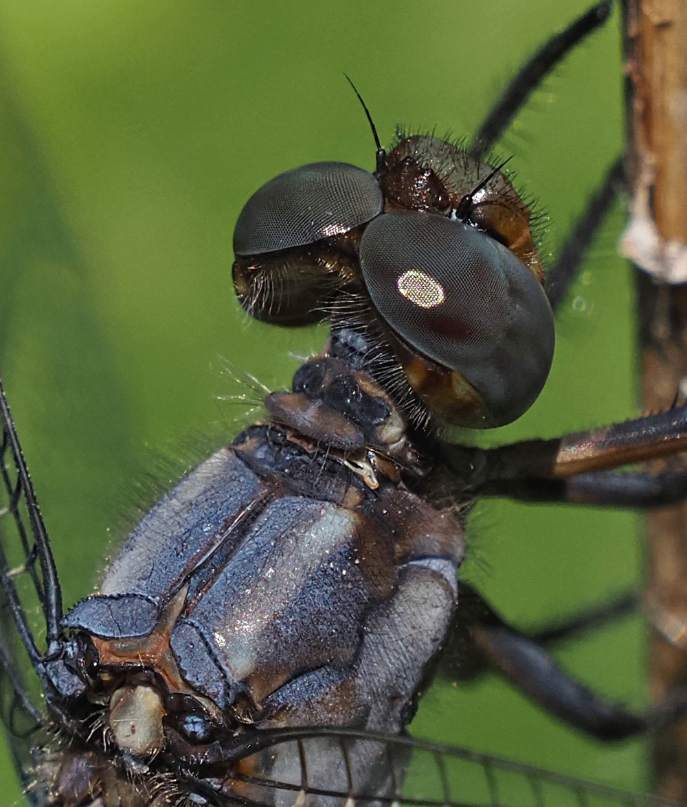 Kleiner Blaupfeil, Orthetrum coerulescens