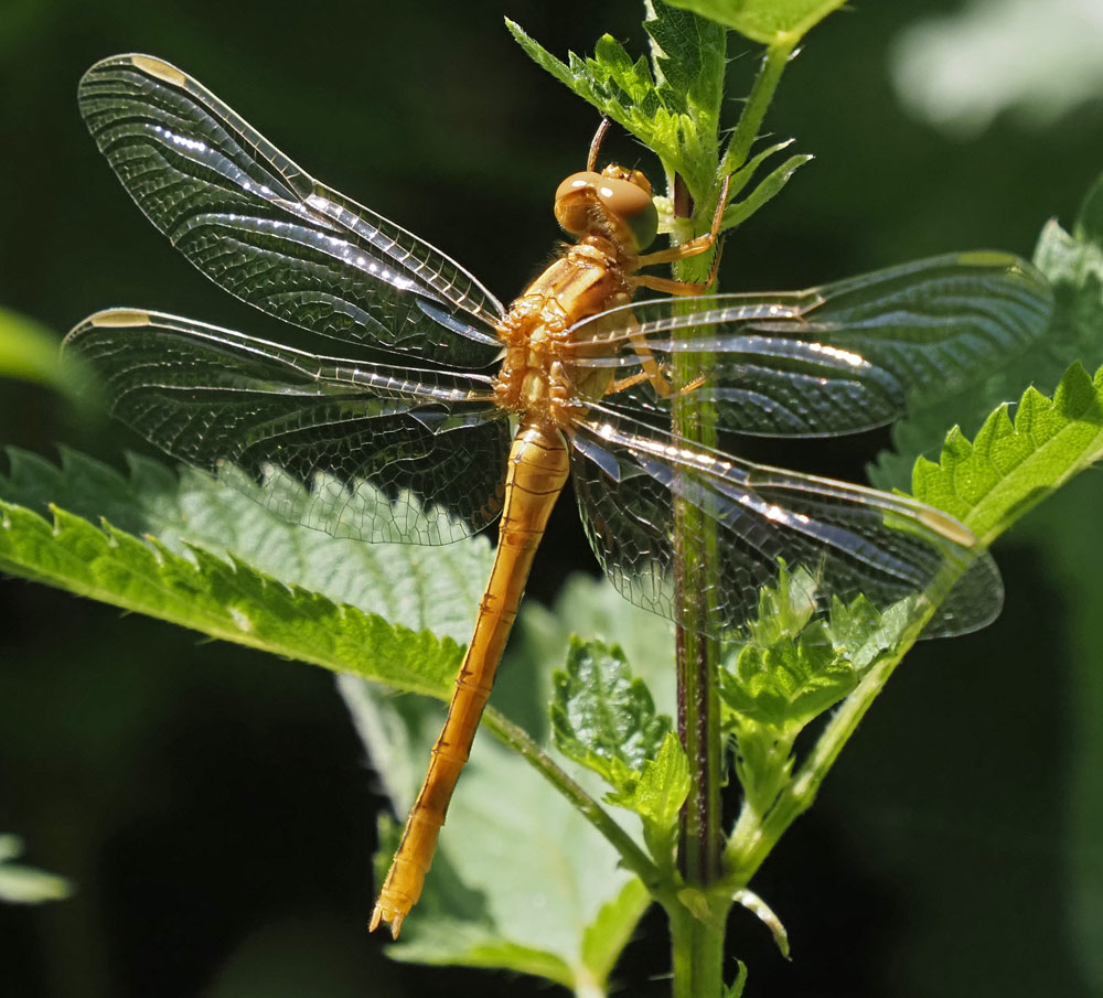 Kleiner Blaupfeil, Orthetrum coerulescens w