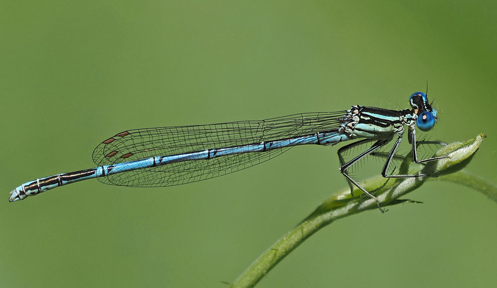 Blaue Federlibelle, Platycnemis pennipes