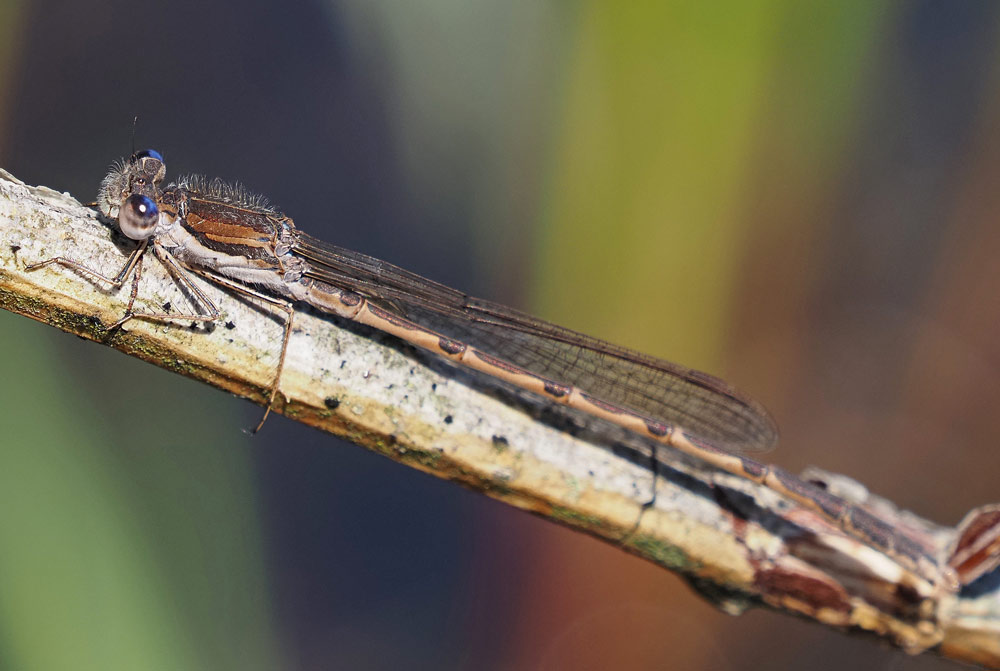 Gemeine Winterlibelle, Sympecma fusca