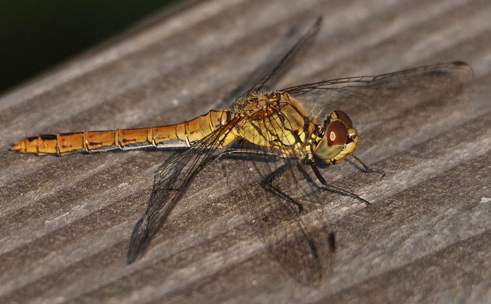 Blutrote Heidelibelle, Sympetrum sanguineum Weibchen