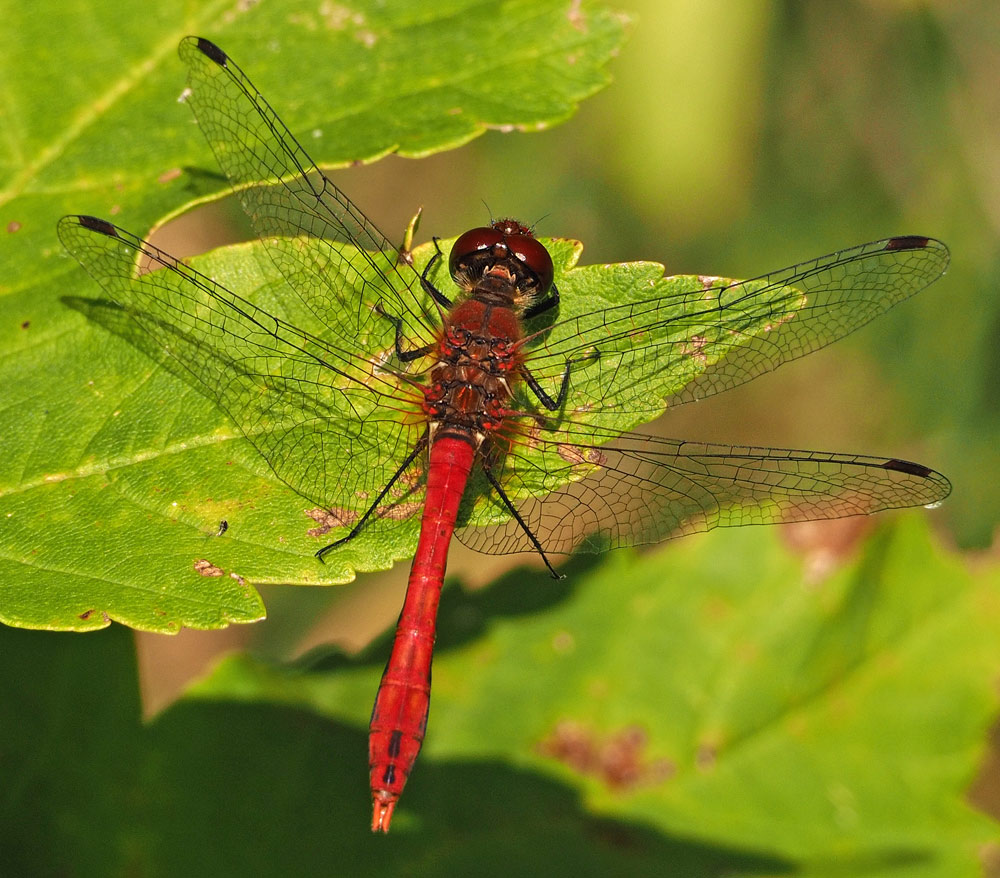 Blutrote Heidelibelle, Sympetrum sanguineum
