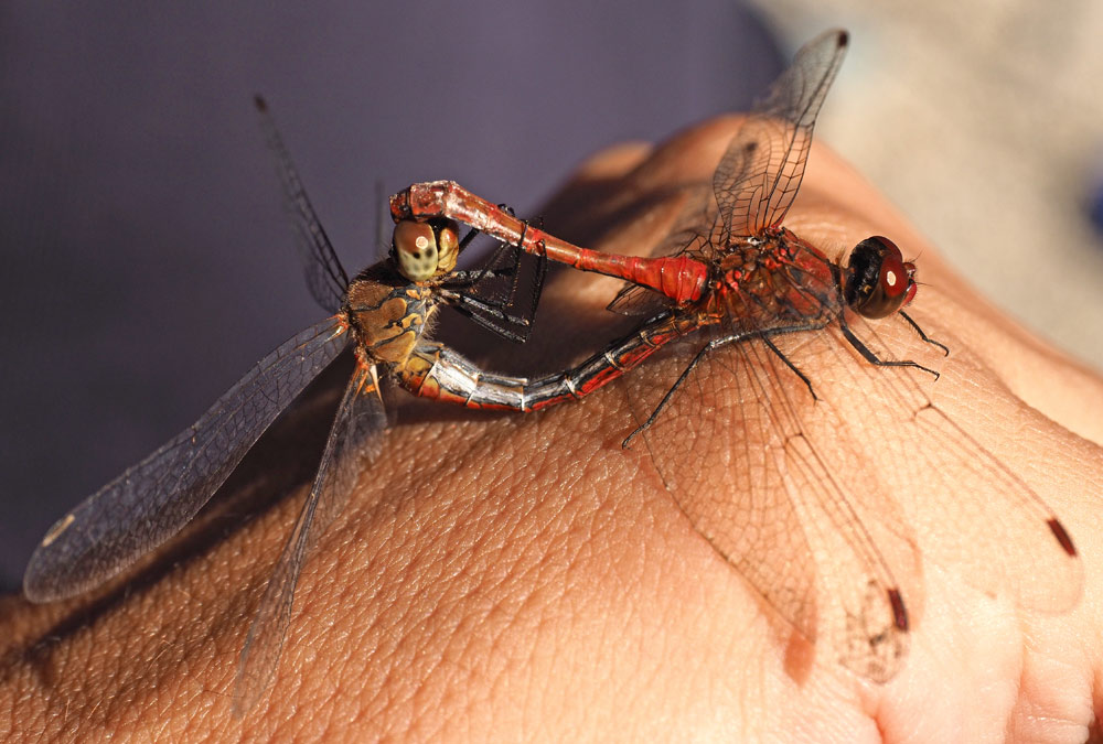 Blutrote Heidelibelle, Sympetrum sanguineum
