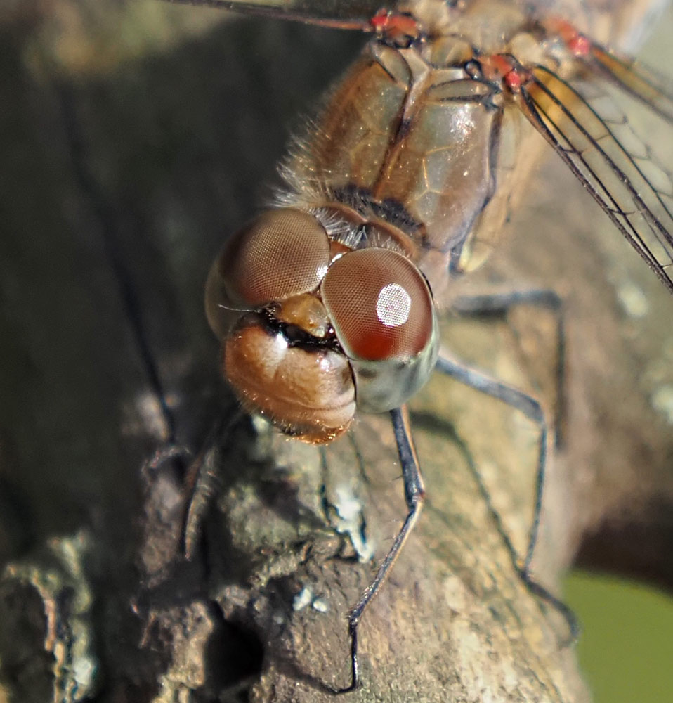 Große Heidelibelle, Sympetrum striolatum Kopf