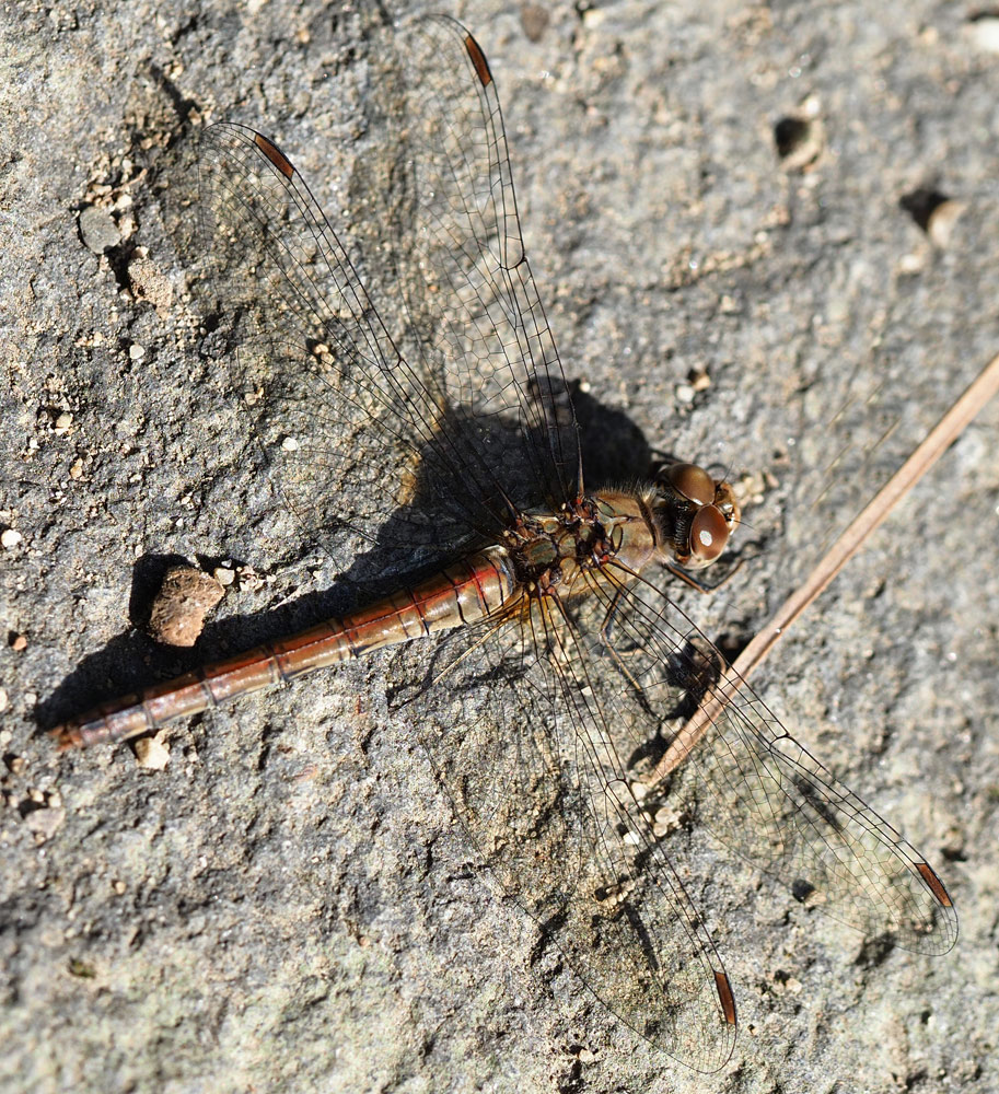 Große Heidelibelle, Sympetrum striolatum