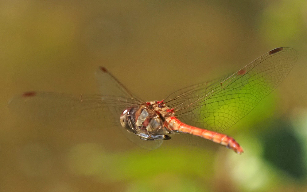 Große Heidelibelle, Sympetrum striolatum