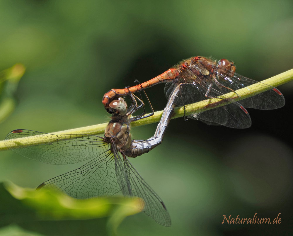 Große Heidelibelle, Sympetrum striolatum Große Heidelibelle, Sympetrum striolatum