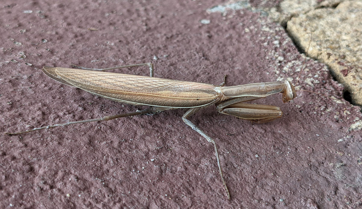 Europäische Gottesanbeterin, Mantis religiosa