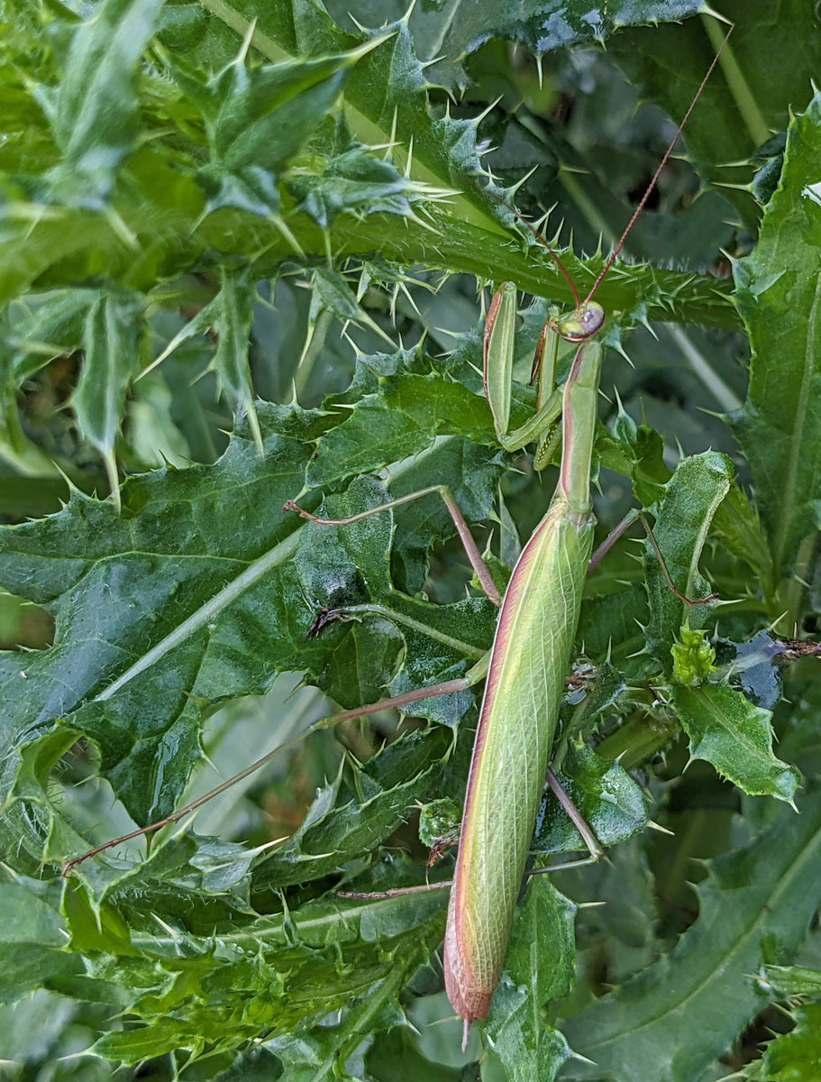 Europäische Gottesanbeterin, Mantis religiosa