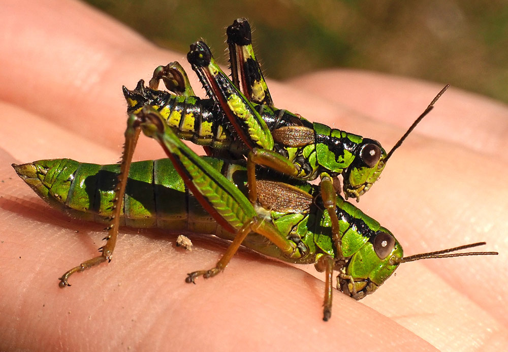 Alpine Gebirgsschrecke, Miramella alpina