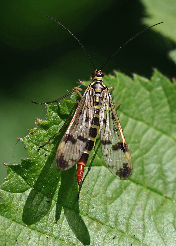 Gemeine Skorpionsfliege, Panorpa communis Weibchen
