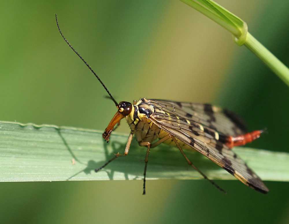 Gemeine Skorpionsfliege, Panorpa communis Weibchen