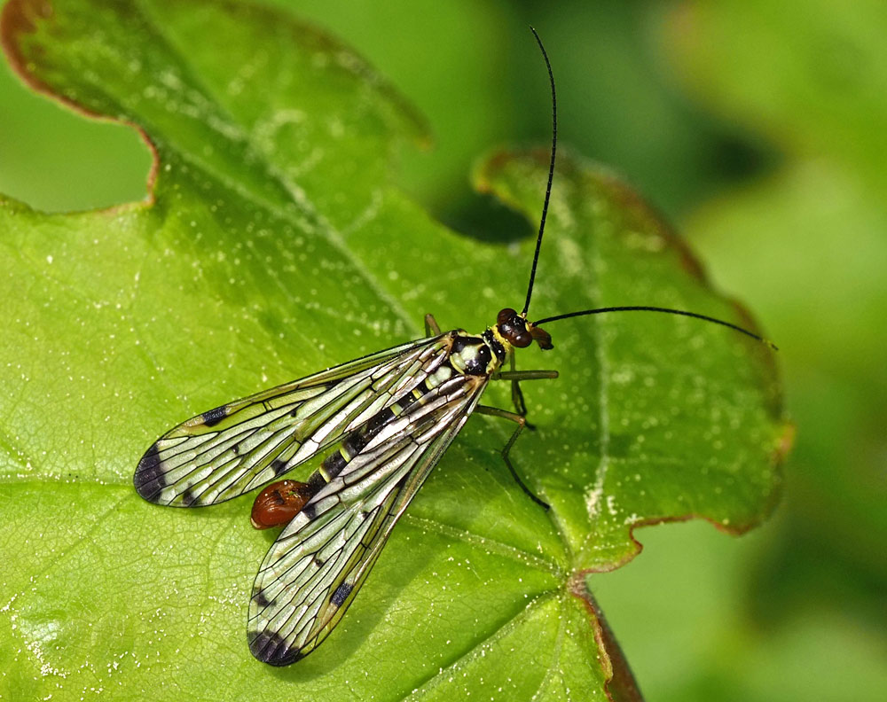 Deutsche Skorpionsfliege, Panorpa germanica Männchen