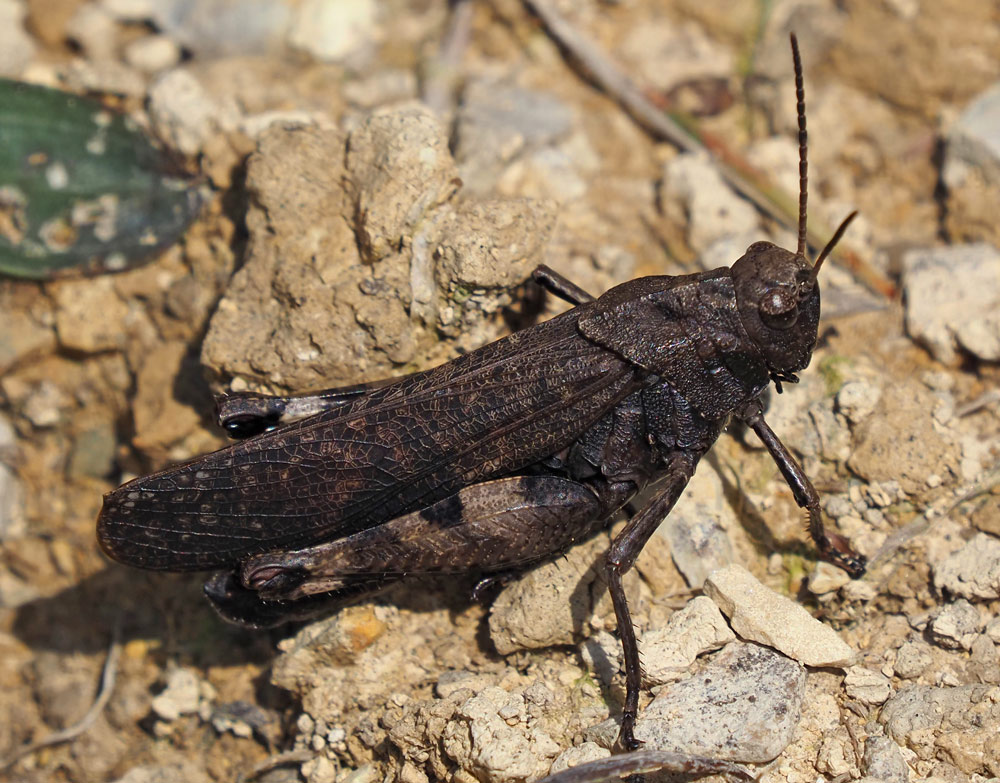 Rotflügelige Schnarrschrecke, Psophus stridulus