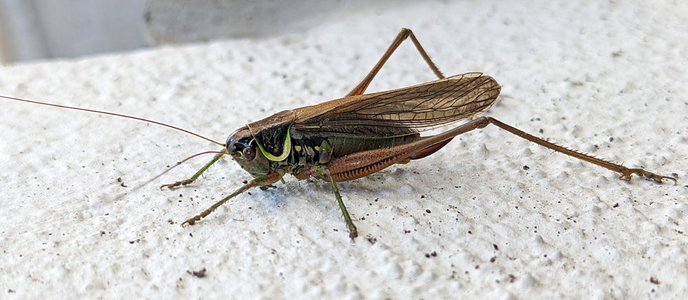 Roesels Beißschrecke, Roeseliana roeselii