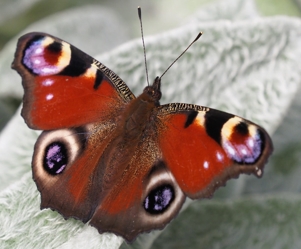 Tagpfauenauge, Aglais io
