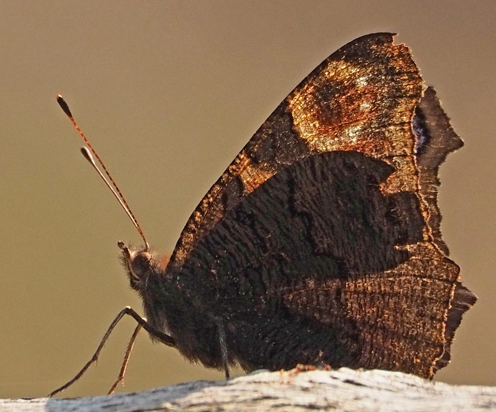 Tagpfauenauge, Aglais io Unterseite