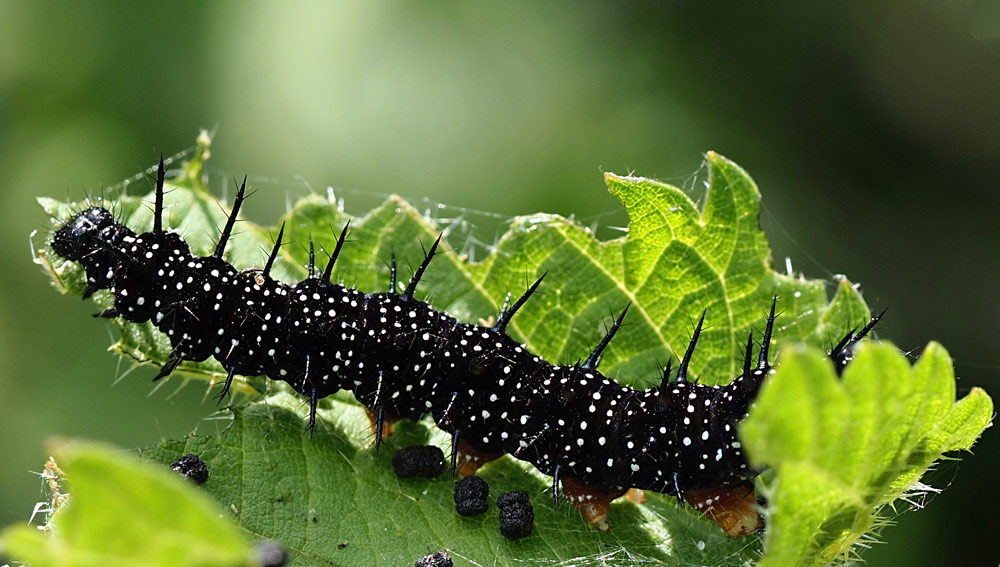 Tagpfauenauge, Aglais io Raupe
