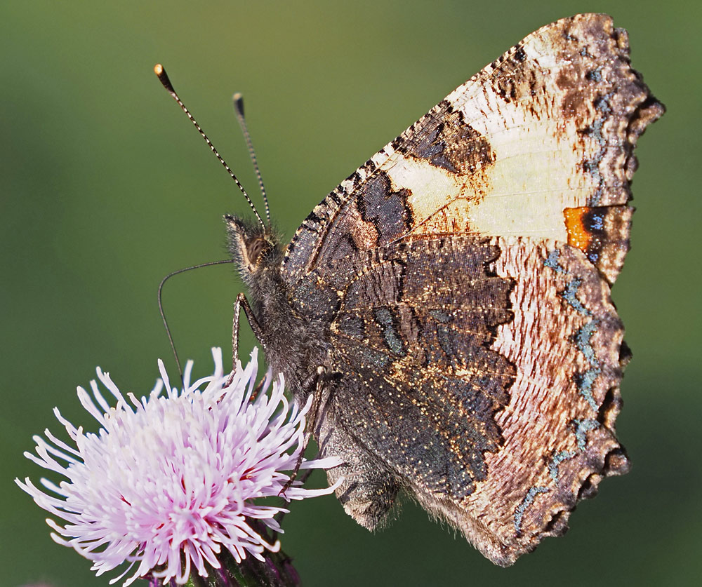 Kleiner Fuchs, Aglais urticae Unterseite