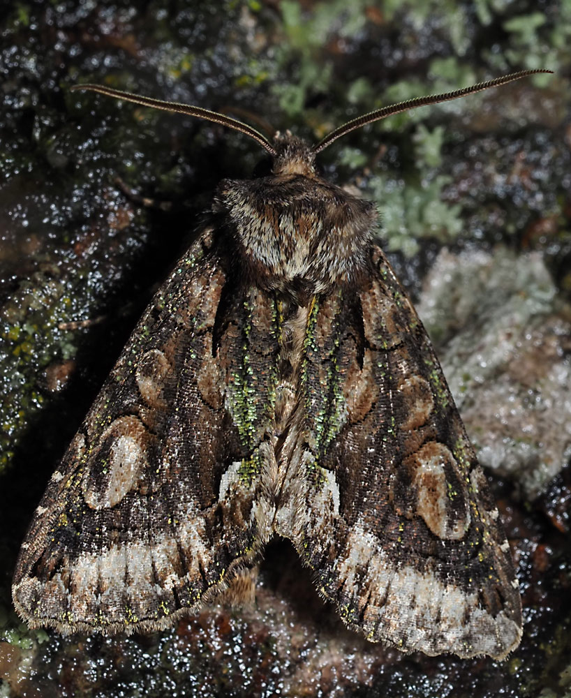 Weißdorneule, Allophyes oxyacanthae