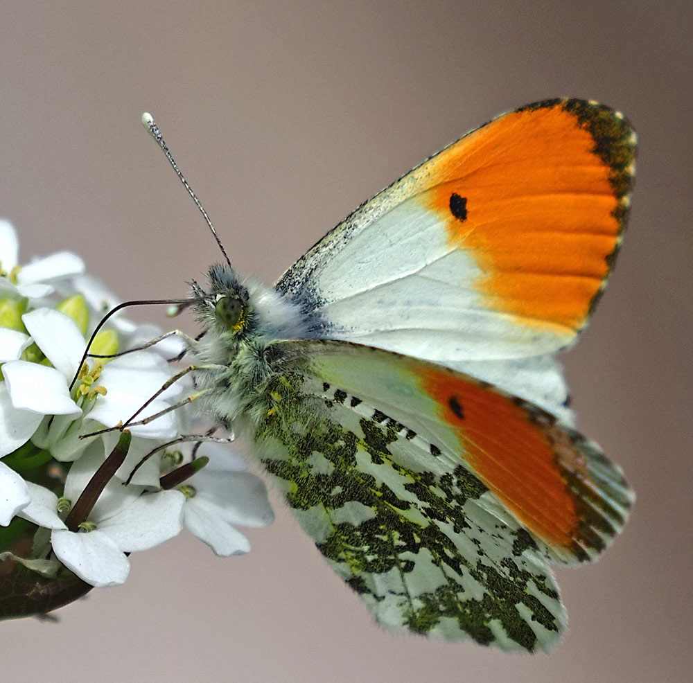 Aurorafalter, Anthocharis cardamines Männchen