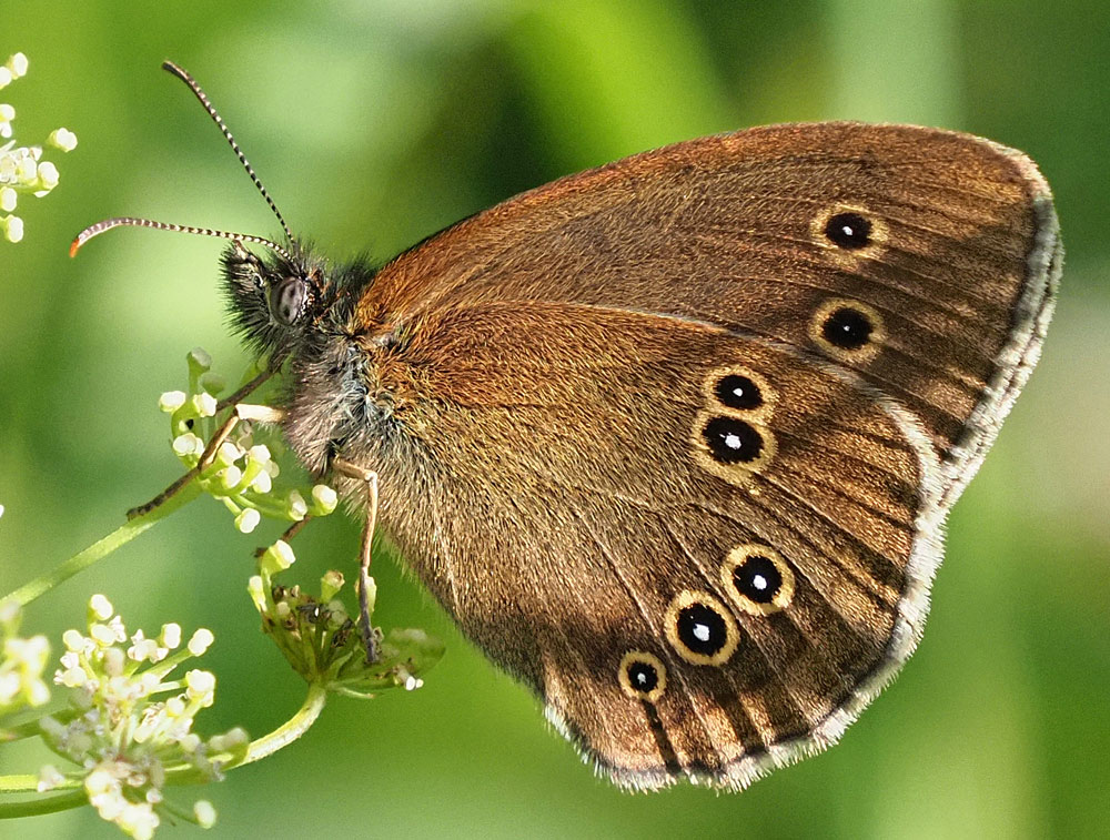 Brauner Waldvogel, Aphantopus hyperantus Unterseite