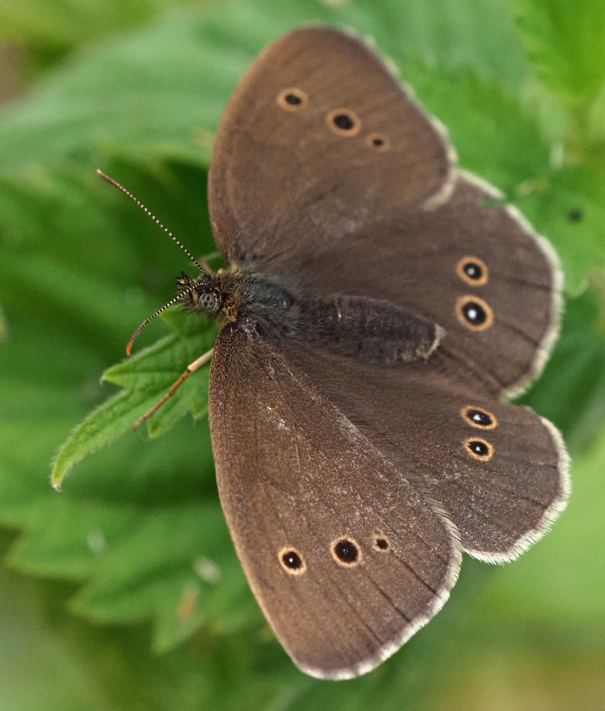 Brauner Waldvogel, Aphantopus hyperantus Oberseite