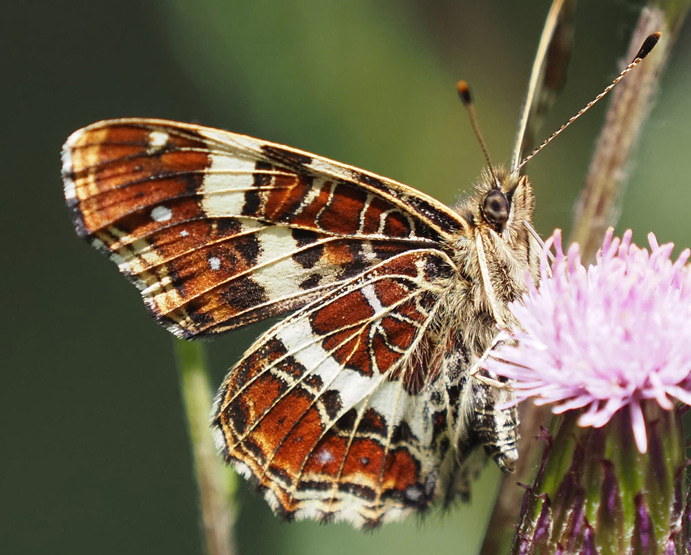 Landkärtchen, Araschnia levana Unterseite
