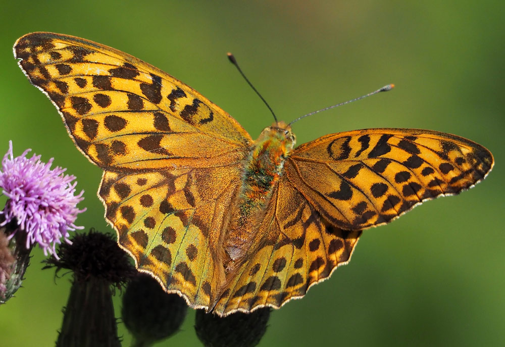 Kaisermantel, Argynnis paphia Weibchen