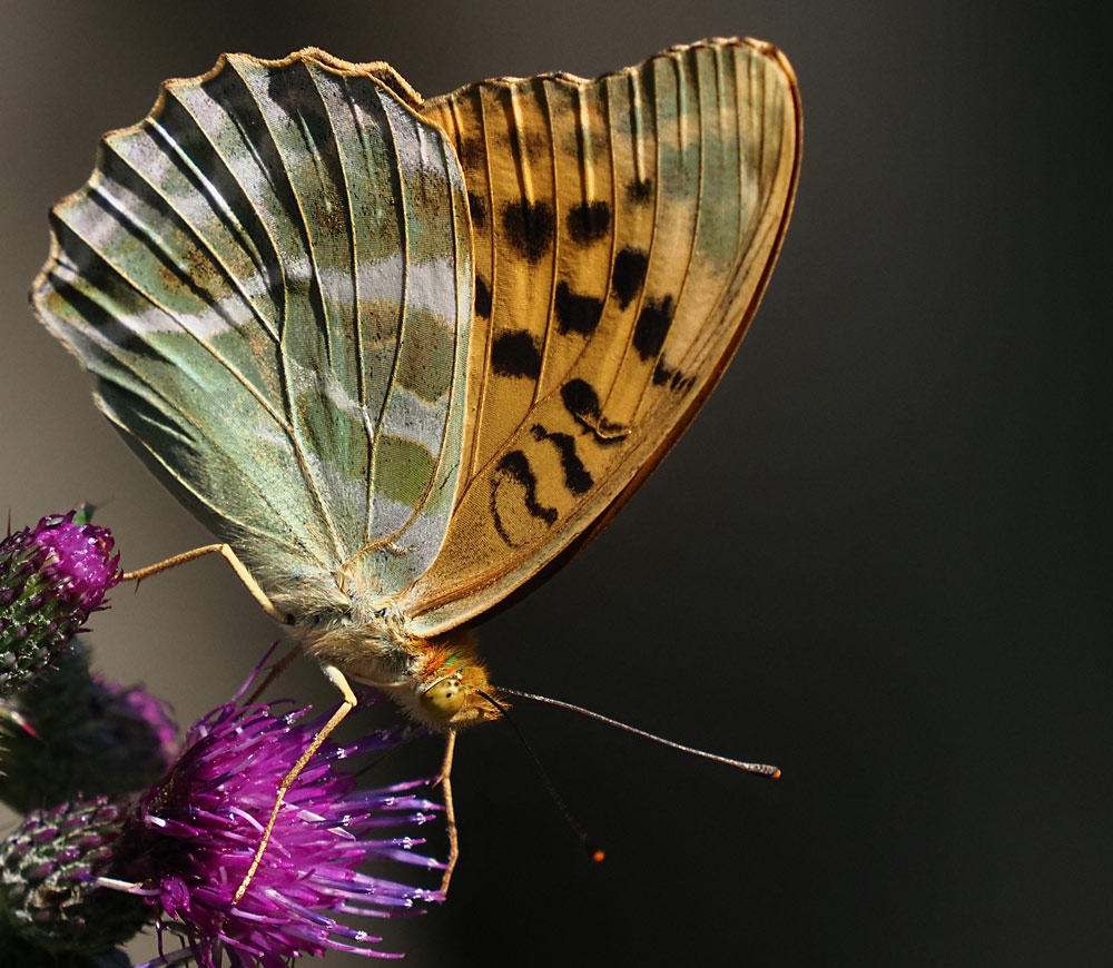 Kaisermantel, Argynnis paphia Unterseite