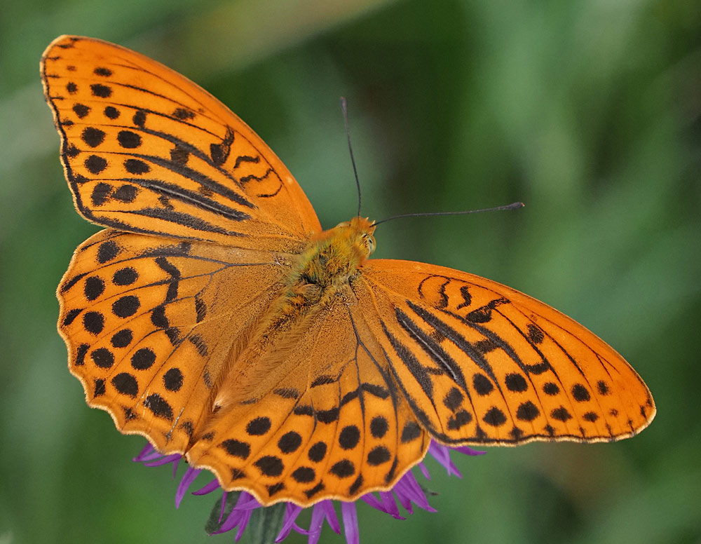 Kaisermantel, Argynnis paphia Männchen mit Duftschuppenstreifen