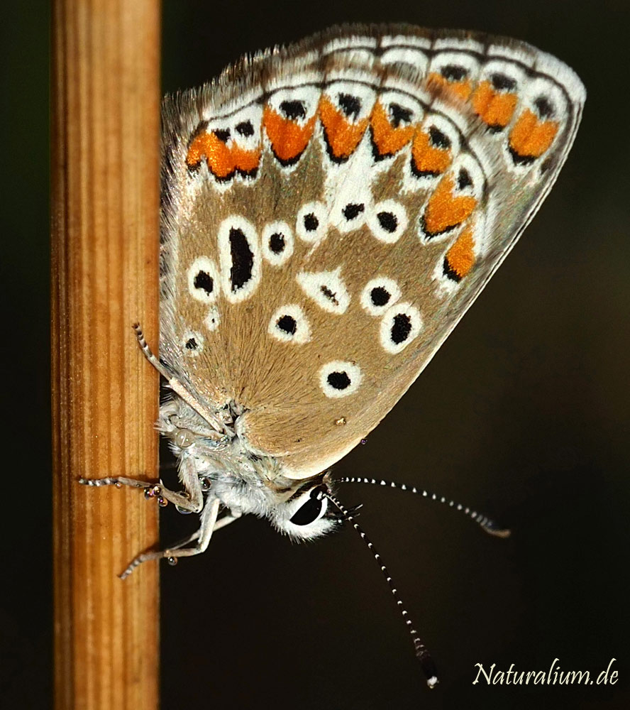 Kleiner Sonnenröschen-Bläuling, Aricia agestis