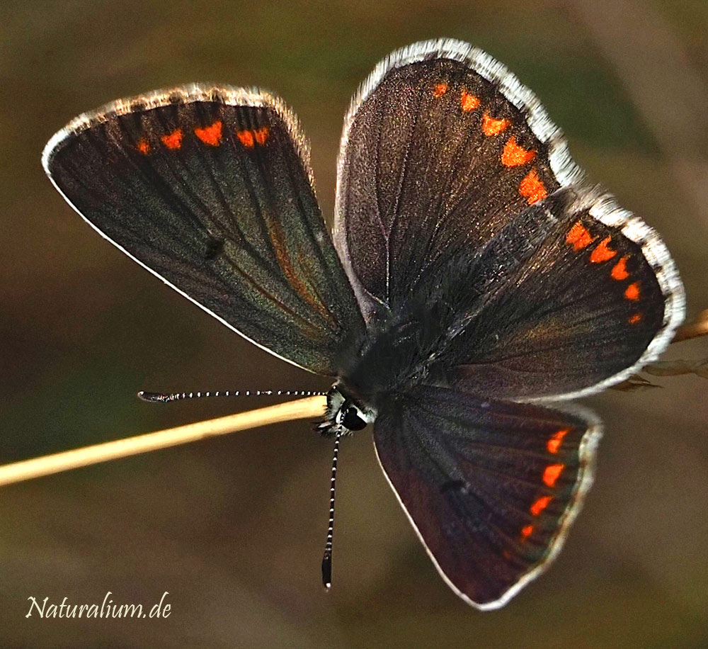 Kleiner Sonnenröschen-Bläuling, Aricia agestis
