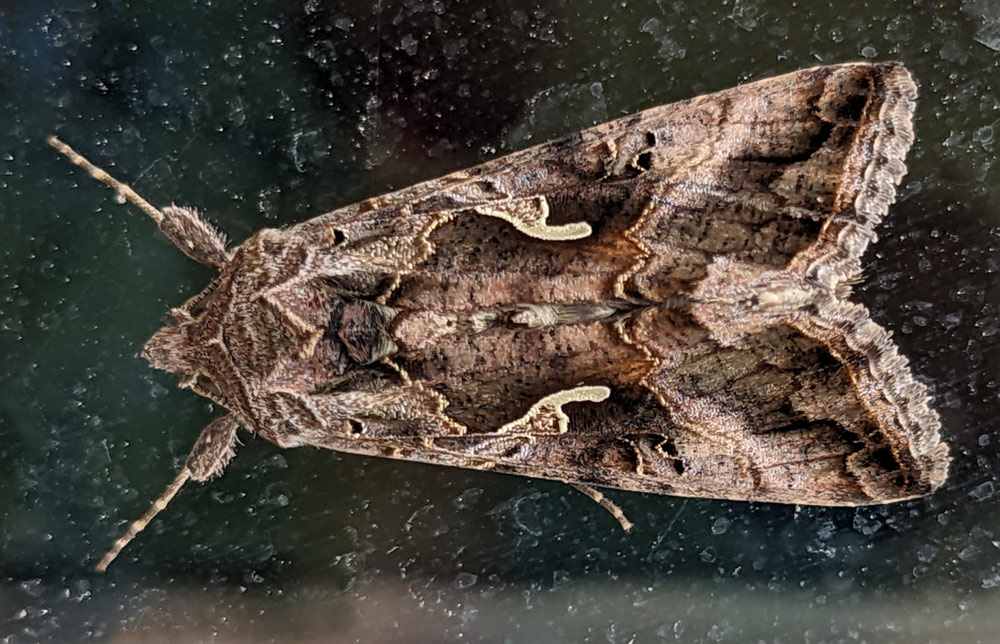 Gammaeule, Autographa gamma