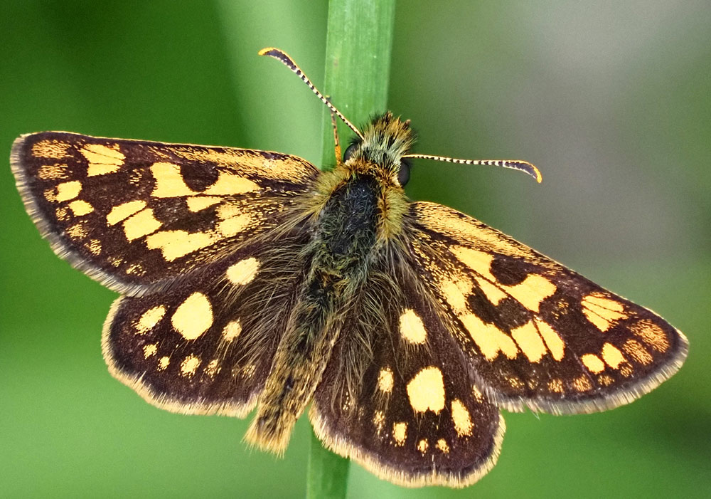 Gelbwürfeliger Dickkopffalter, Carterocephalus palaemon